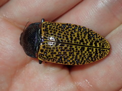 Stigmodera macularia