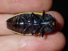 Stigmodera macularia