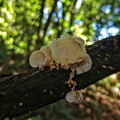 Panellus pusillus
