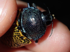 Stigmodera macularia
