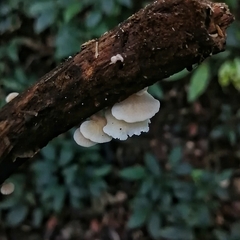 Panellus pusillus