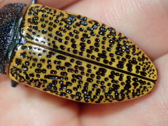 Stigmodera macularia