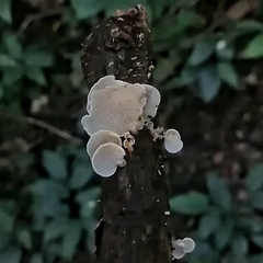 Panellus pusillus