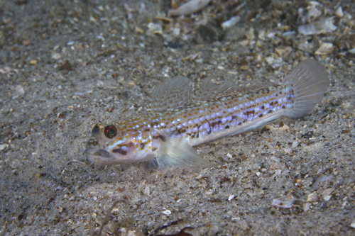 Hoese's sandgoby (Istigobius hoesei) — Gobiidae — 5