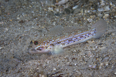 Hoese's Sandgoby photo 3