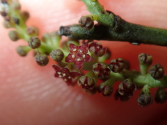 Leptomeria acida