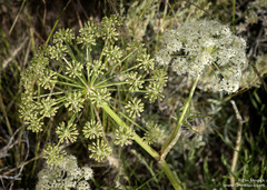 Angelica lineariloba