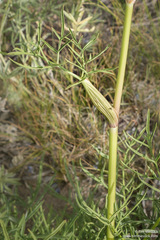 Angelica lineariloba