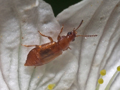 Eusphalerum luteum