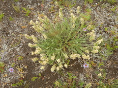 Oxytropis evenorum