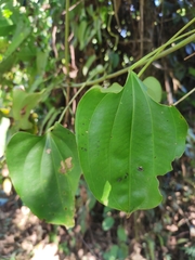 Dioscorea oppositifolia