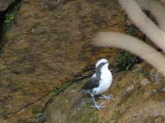 Cinclus leucocephalus