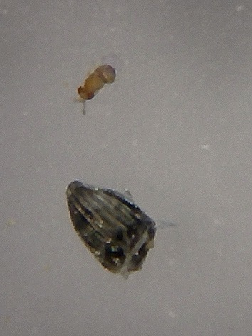 Trichogramma turkestanica