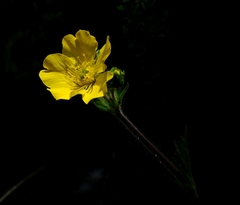 Geum capense