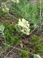 Oxytropis evenorum