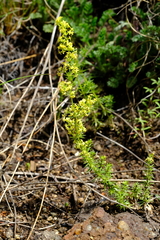 Galium capense