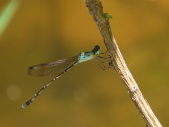 Indolestes tenuissimus