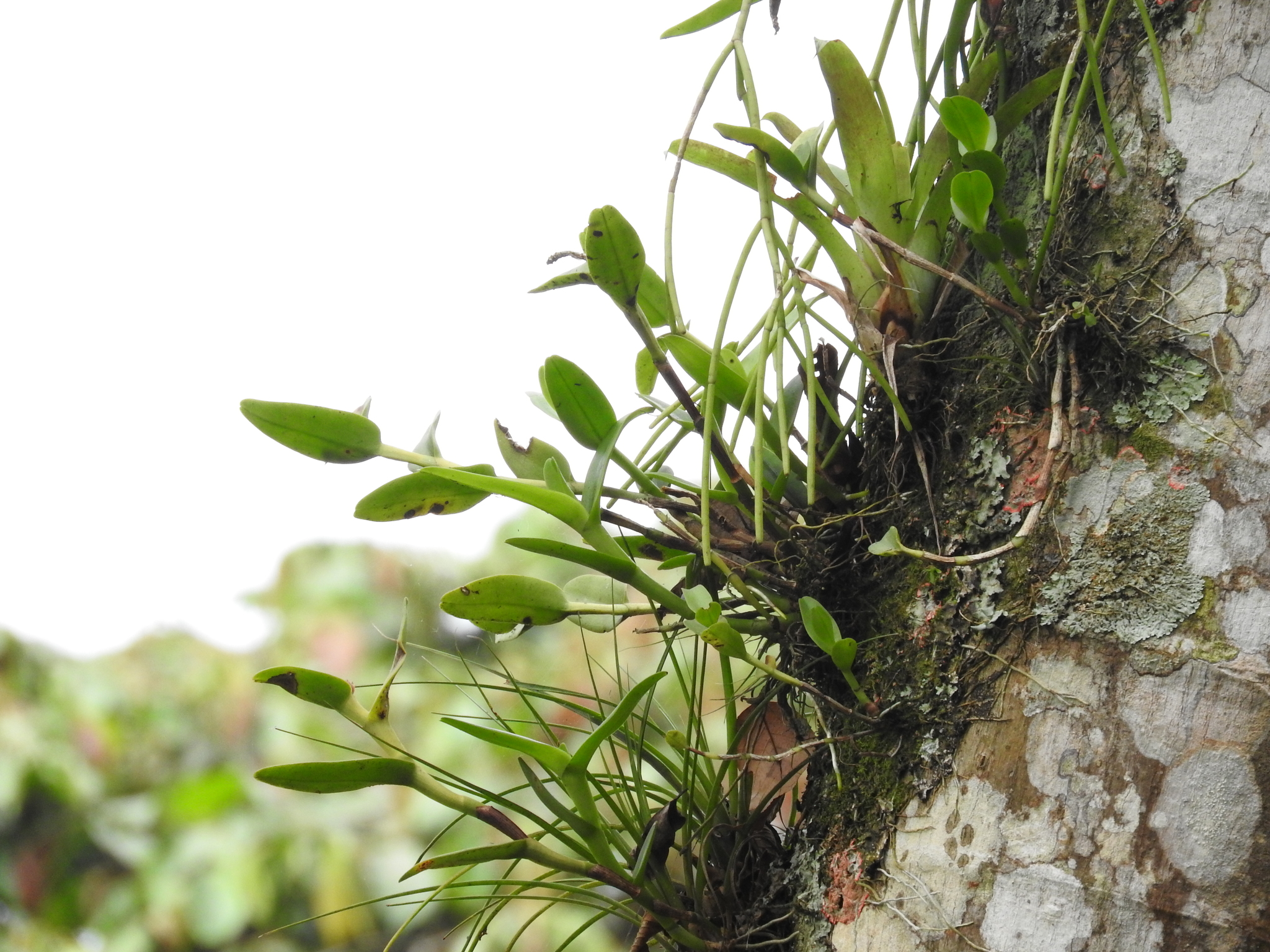 Epidendrum melistagum Hágsater 3