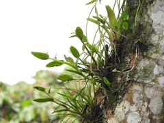 Epidendrum melistagum