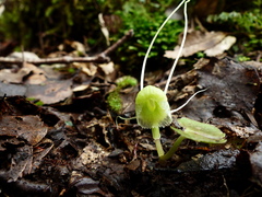 Corybas walliae