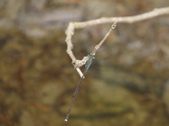 Indolestes tenuissimus