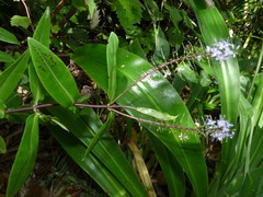 Veronica ligustrifolia