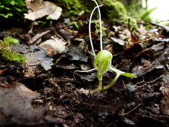 Corybas walliae