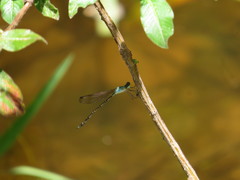 Indolestes tenuissimus
