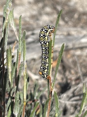 Periscepta polysticta