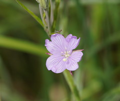 Epilobium pallidiflorum
