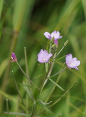 Epilobium pallidiflorum