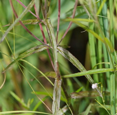 Epilobium pallidiflorum