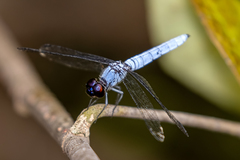 Brachydiplax duivenbodei