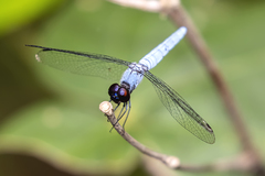 Brachydiplax duivenbodei