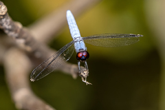 Brachydiplax duivenbodei