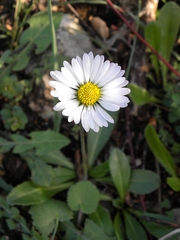 Bellis sylvestris