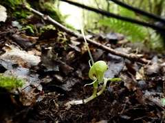 Corybas walliae