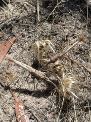 Podotheca angustifolia