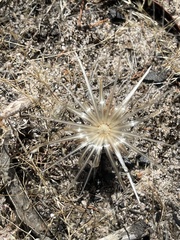 Podotheca angustifolia