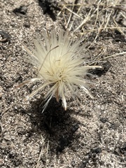 Podotheca angustifolia