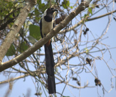 Dendrocitta leucogastra