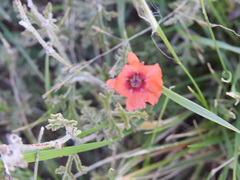 Sphaeralcea australis