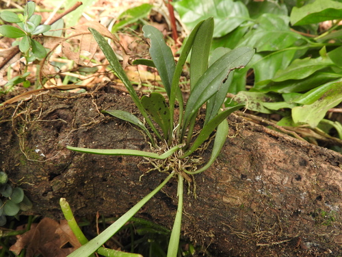 Masdevallia floribunda, photograph 3