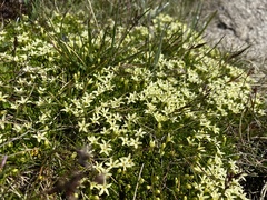 Stackhousia pulvinaris