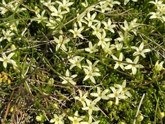 Stackhousia pulvinaris