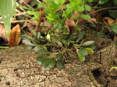 Specklinia