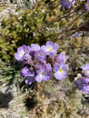 Euphrasia collina diversicolor