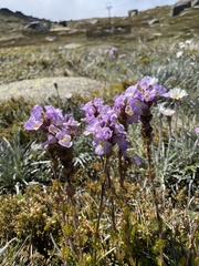 Euphrasia collina diversicolor