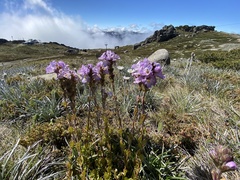 Euphrasia collina diversicolor