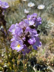 Euphrasia collina diversicolor